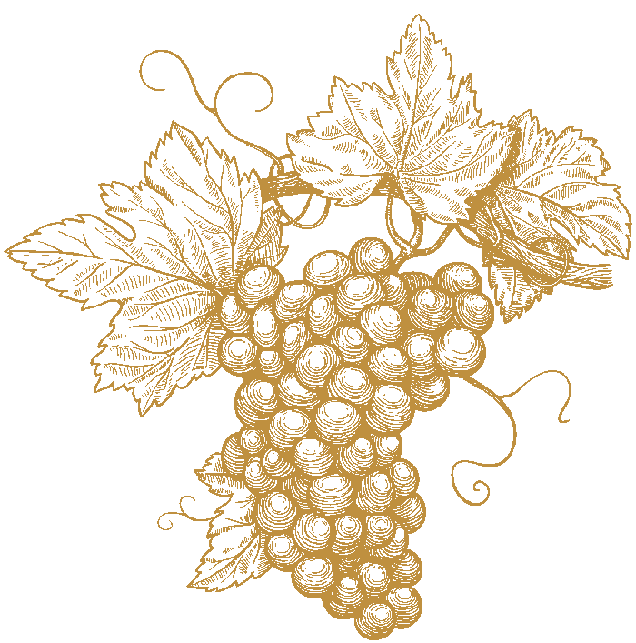 Zeichnung von Weintrauben des Thüringer Weingut