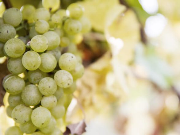 Weisse Weintrauben an Rebe für thüringer Wein